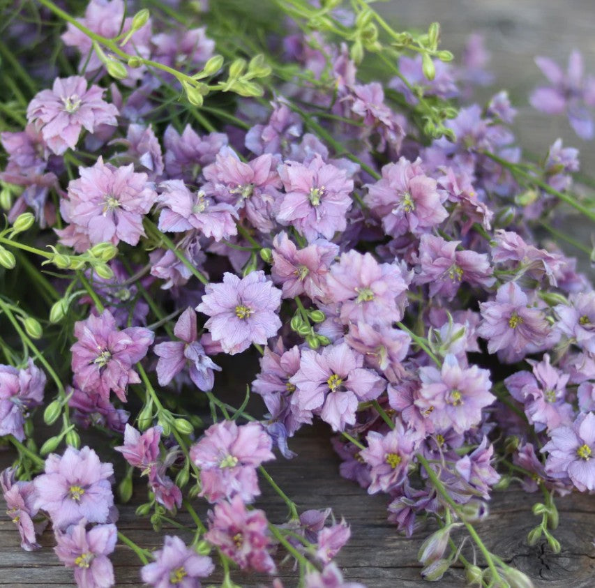 Delfīnija 'Misty Lavender'