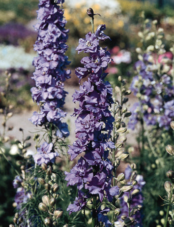 Delfīnija 'Qis Lilac'