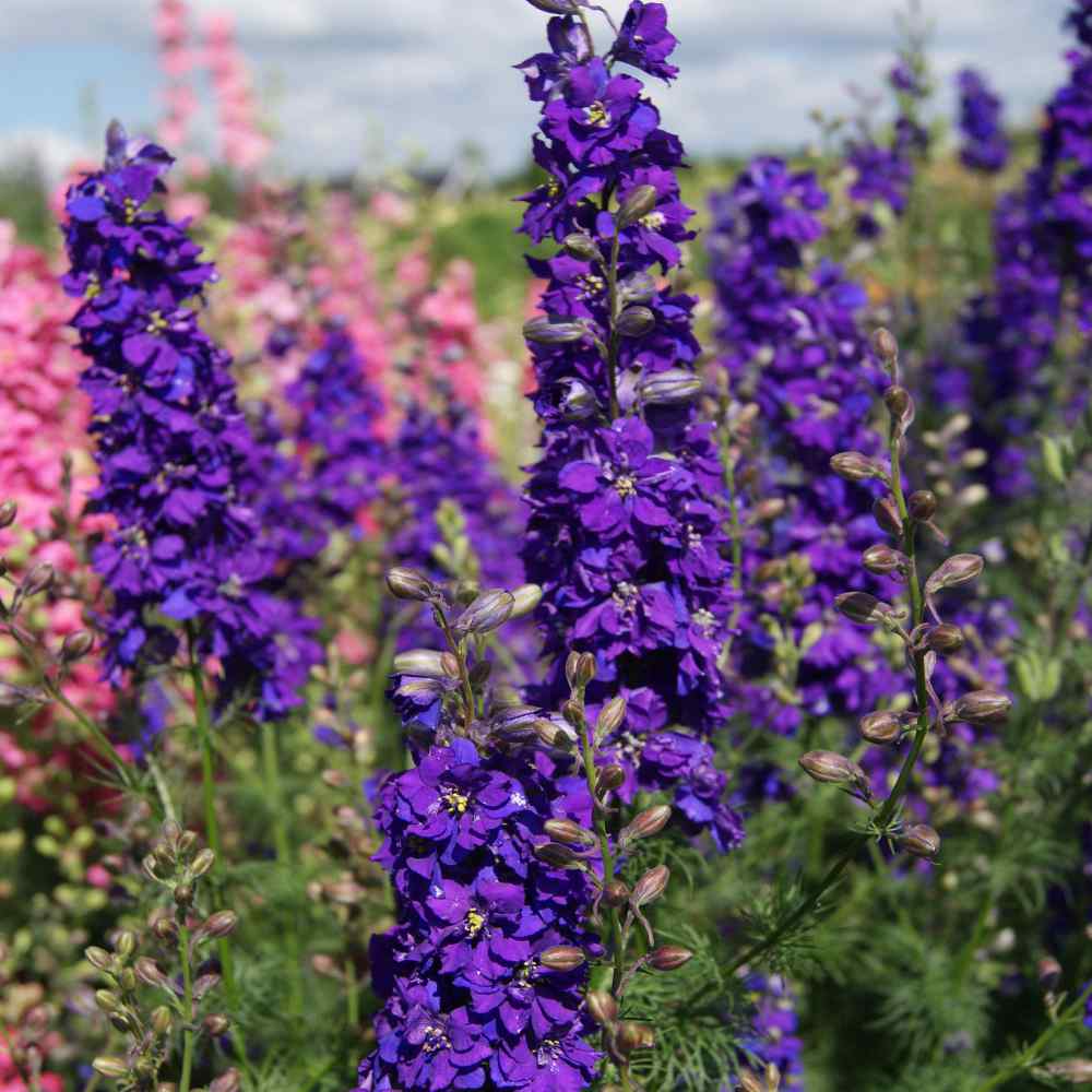 Delfīnija 'Blue Saphire'