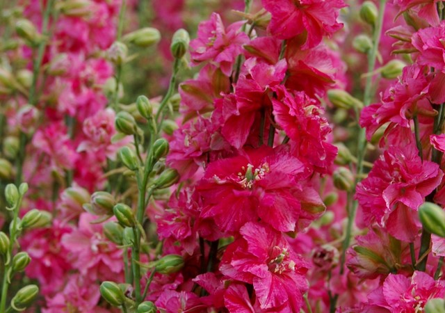 Delfīnija 'Carmine King'