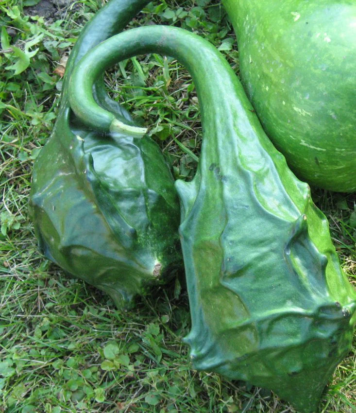 Lagenārija ‘DINOSAUR'