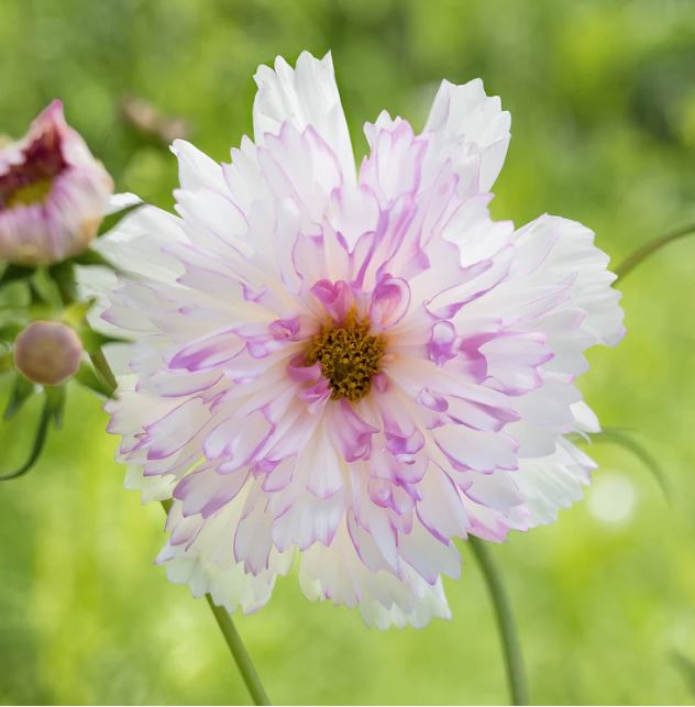 Kosmeja 'Double Click Bicolor Pink'