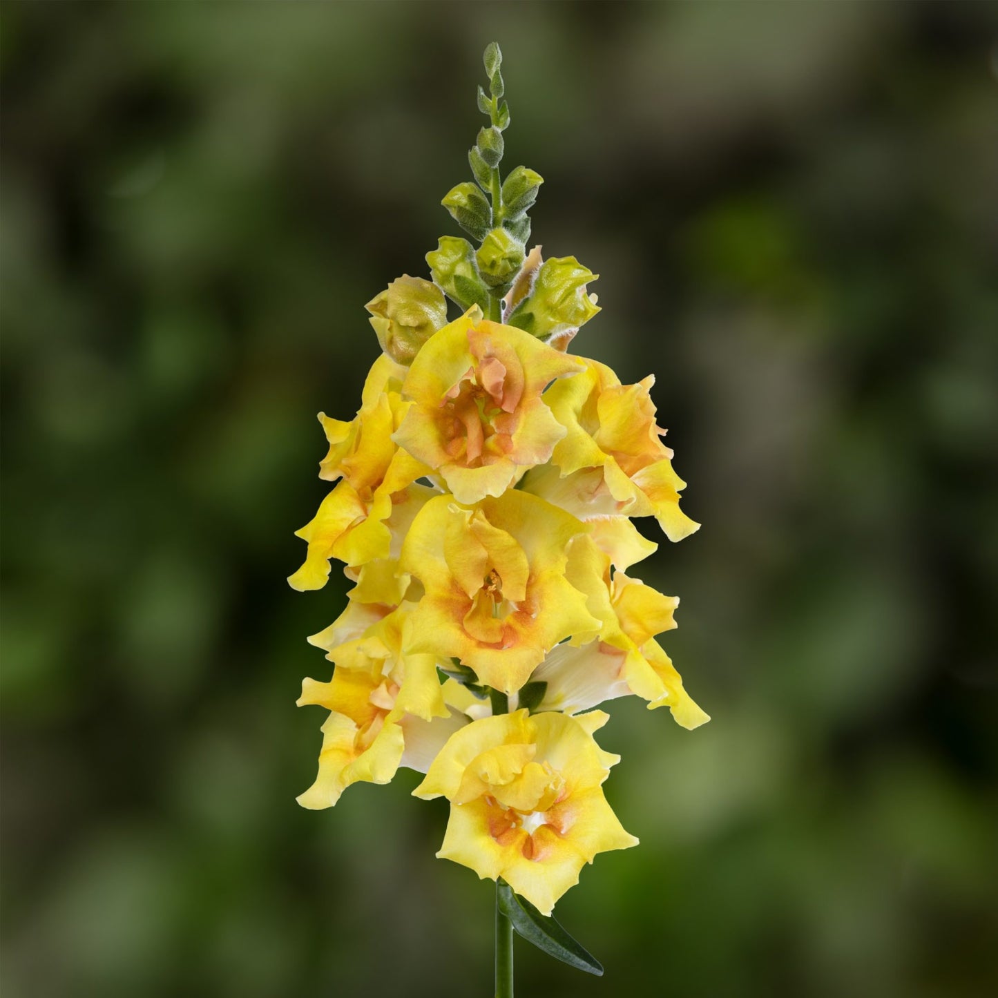 Lauvmutīte ' Sweet Duet Citrus'