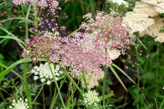 Daucus carota 'Dara'