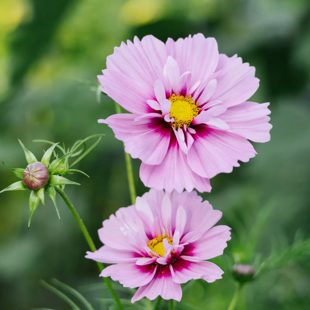 Kosmeja 'Fizzy Pink Dark centre'