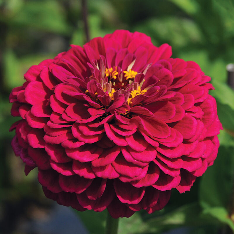 Cinnijas Benary's Giant Deep Wine'