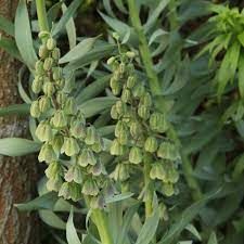 Persijas fritilārija 'Green Dreams'