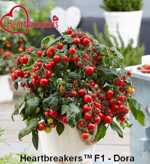 Tomāti HeartBreakers Dora Red F1