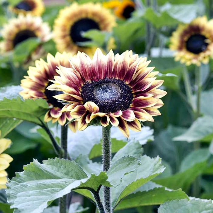 Saulespuķe 'BICOLOUR MARLEY'