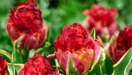 Tulpes 'Ice Cream Sorbet'
