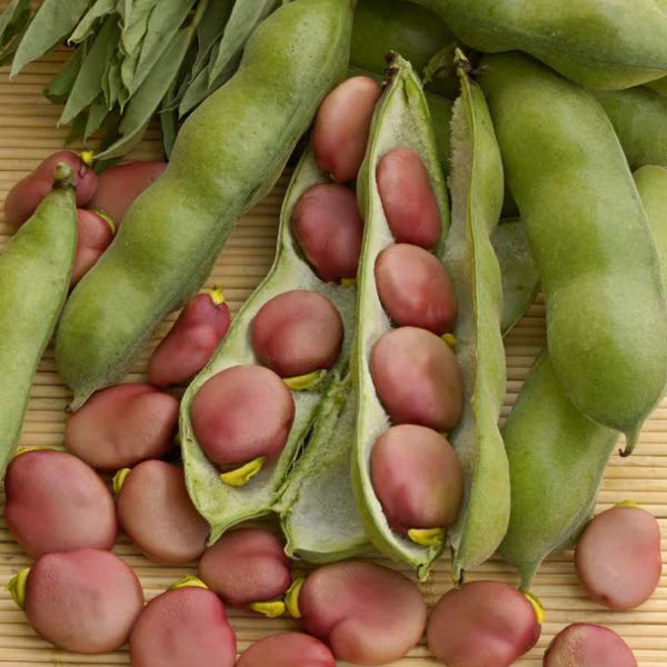 Lauku pupas 'Karmazyn'