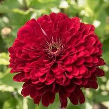Cinnijas Benary's Giant Deep Red'