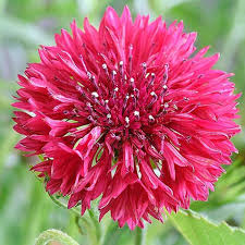 Rudzupuķe BALL RED