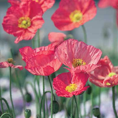 Islandes magone 'Champagne Bubbles Pink"