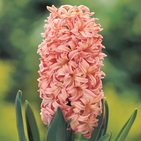 Hiacintes 'Gipsy Queen'