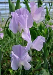 Puķuzirņi 'Winter Sunnshine Lavender'