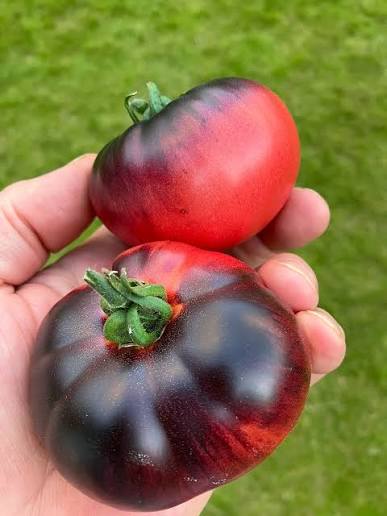 Tomāti 'Indigo Blue Beauty' JAUNUMS!