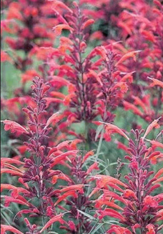 Akmeņu agastahe Agastache rupestris 'Apache Sunset'