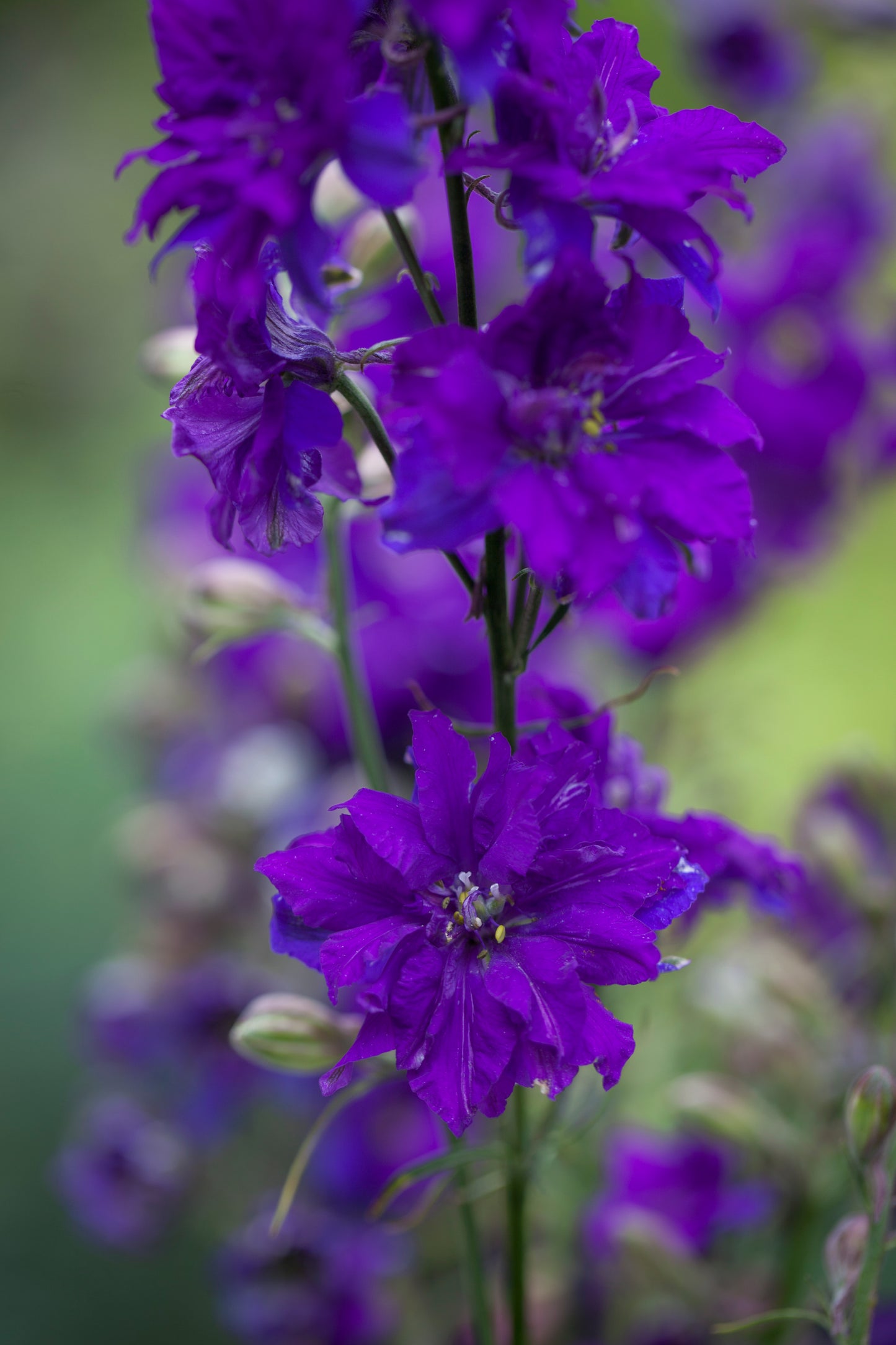 Delfīnija 'Blue Saphire'