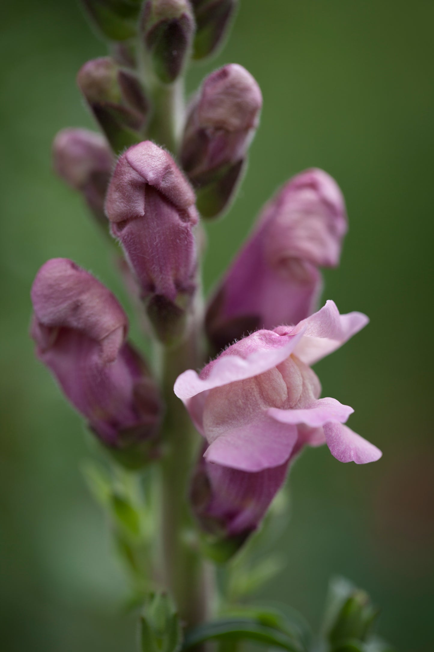 Lauvmutīte 'Potomac Lavander'