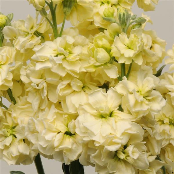 Lefkoja 'KATZ Yellow'