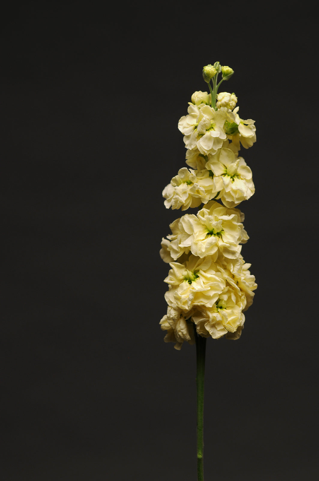 Lefkoja 'KATZ Yellow'