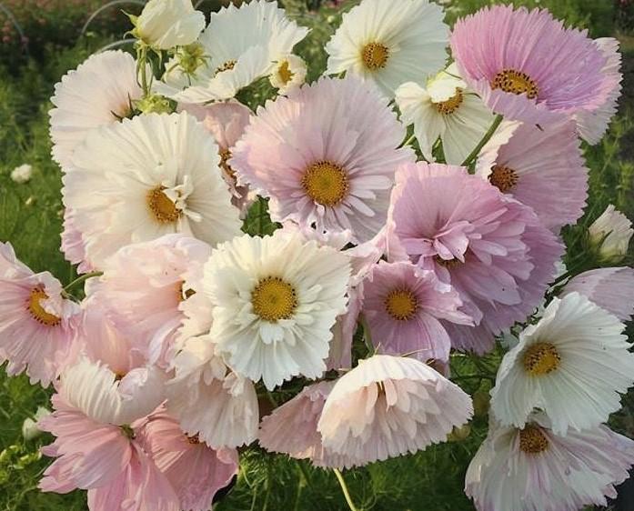 Kosmeja 'Cupcakes Blush'