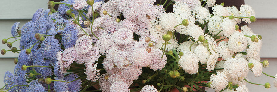 Didisks "Lace Mixture'