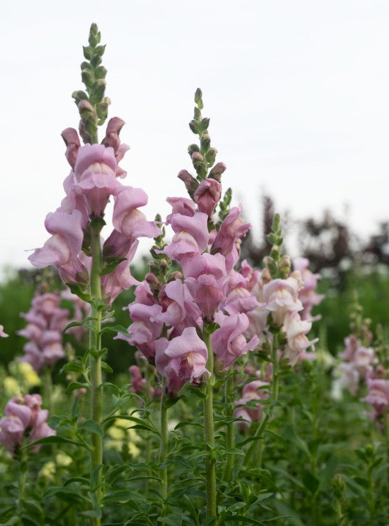 Lauvmutīte 'Opus III Lavander'
