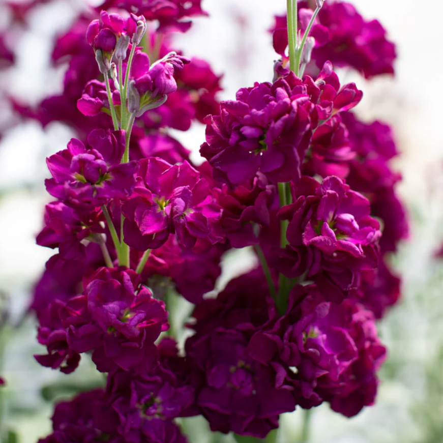 Lefkoja 'KATZ Purple'