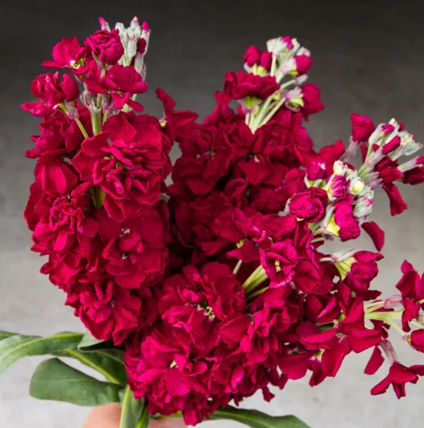 Lefkoja 'KATZ Ruby'