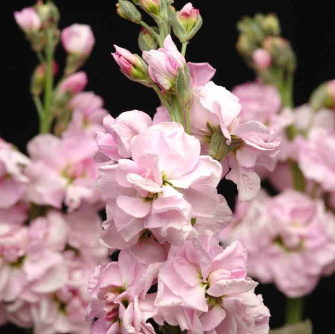 Lefkoja 'KATZ Cherry Blossom'