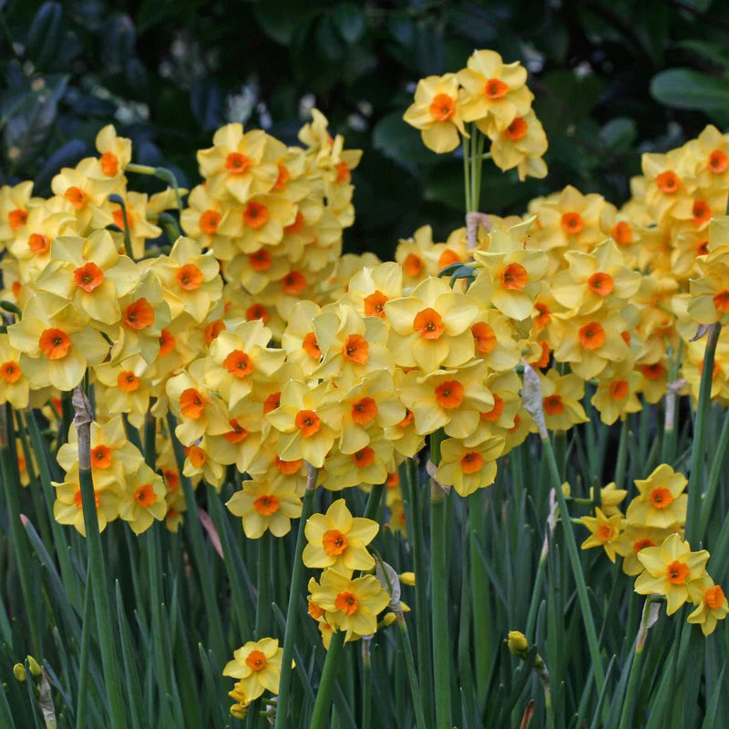 Narcises 'Martinette'