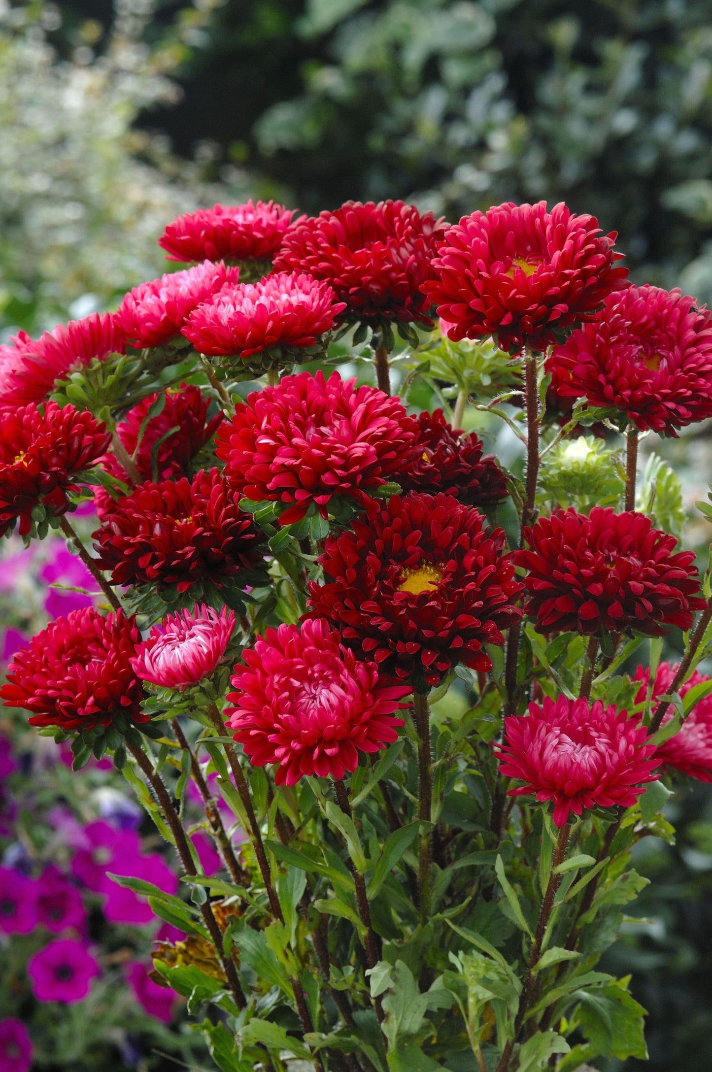 Asteres 'Matsumoto Scarlet'