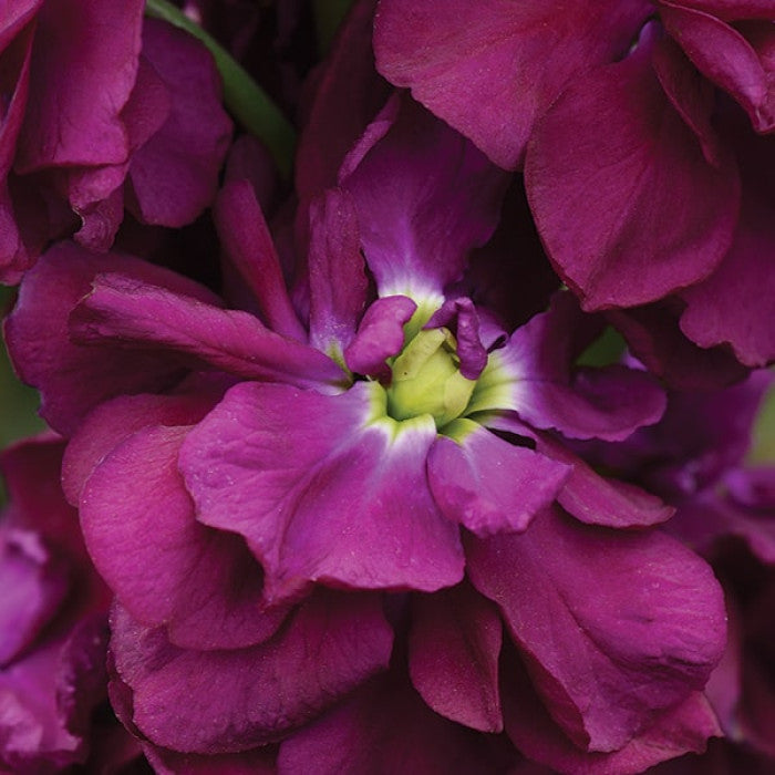 Lefkoja 'Column Purple heart'