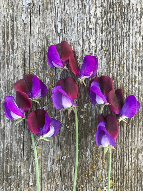 Puķuzirņi 'Grandiflora Matucana'