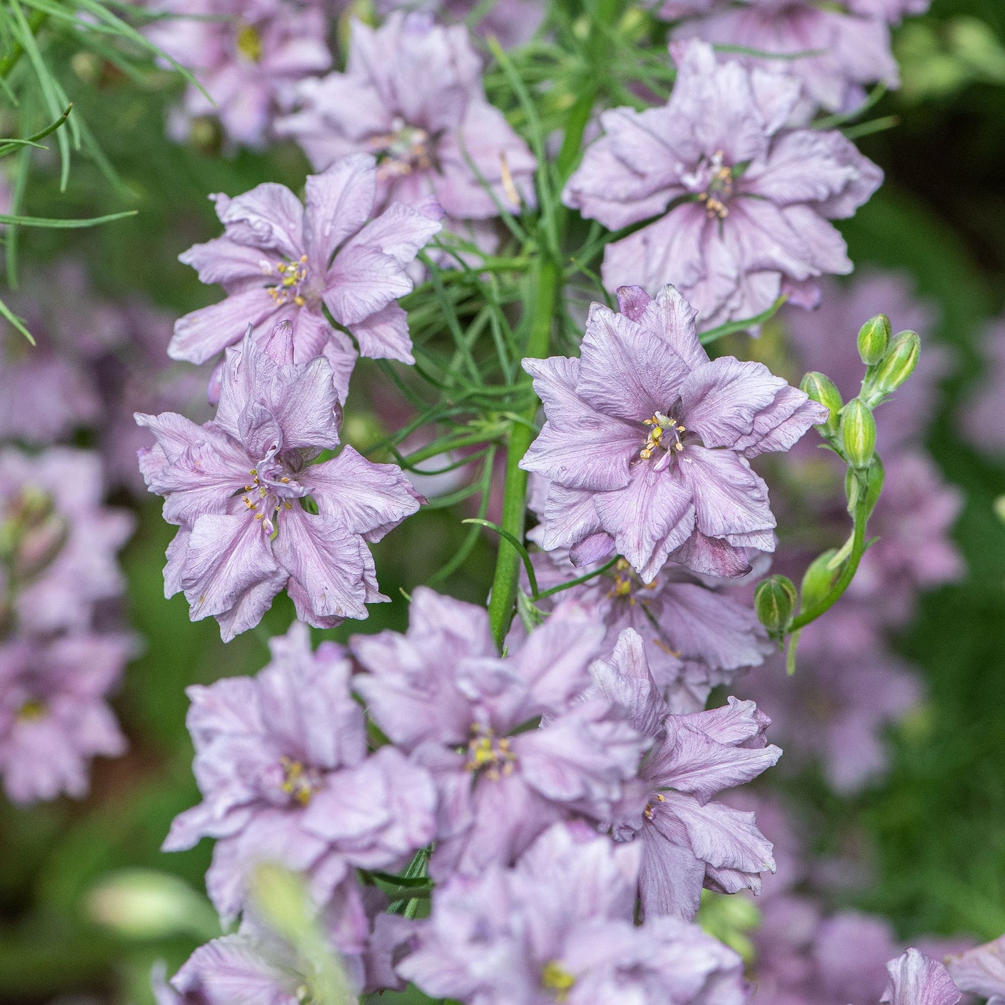 Delfīnija 'Misty Lavender'