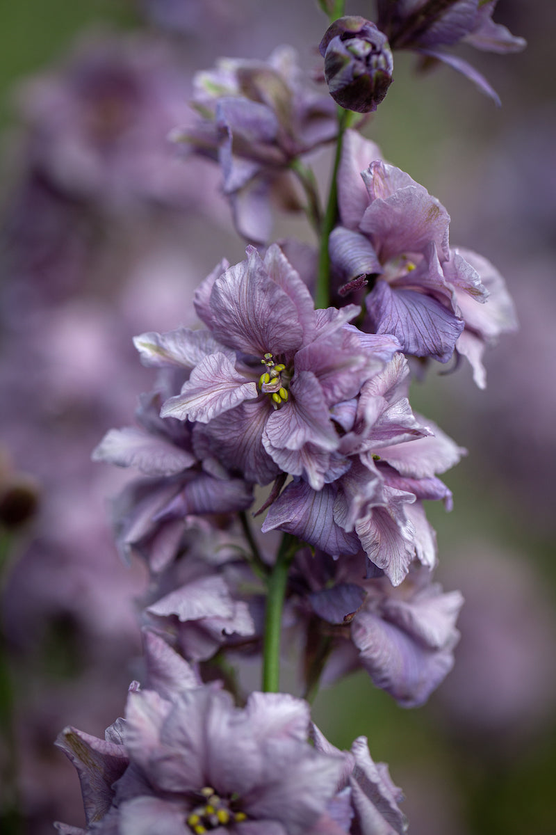 Delfīnija 'Misty Lavender'