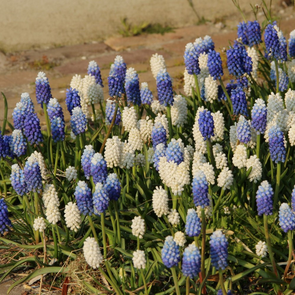 Muskares 'Magic Mix'