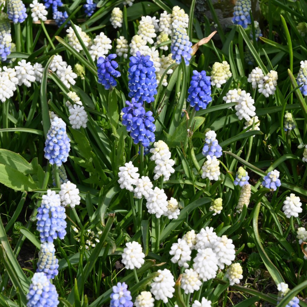 Muskares 'Magic Mix'