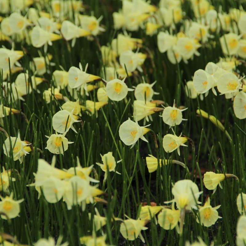 Sīpolpuķu komplekts ar mēslojumu 'Botanical'