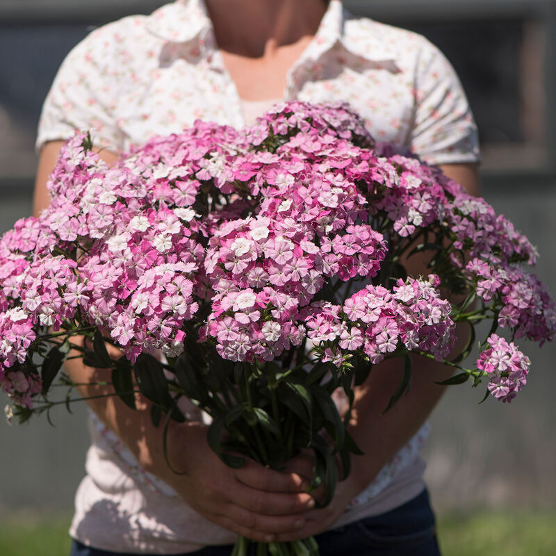 Studentu neļķe 'Amazon Rose Magic'