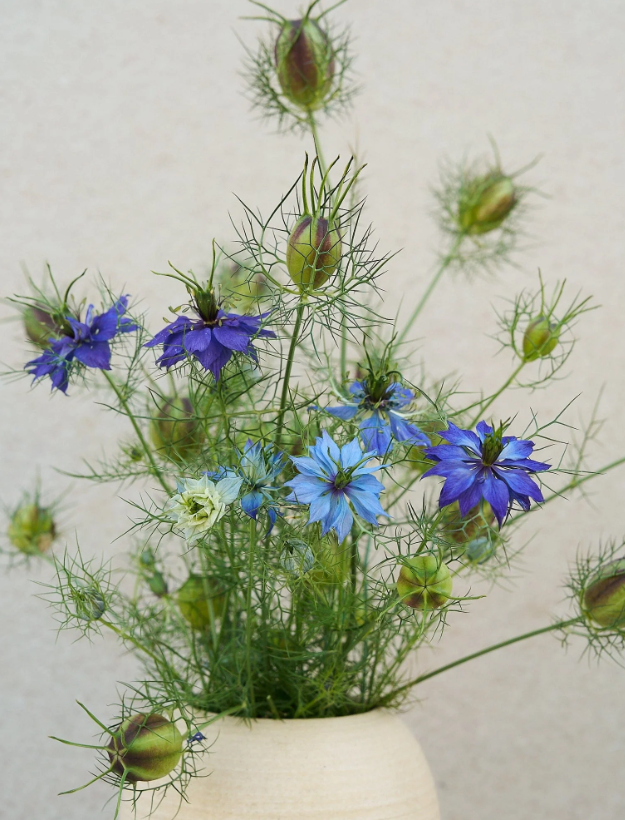 Nigella 'Moody Blues'
