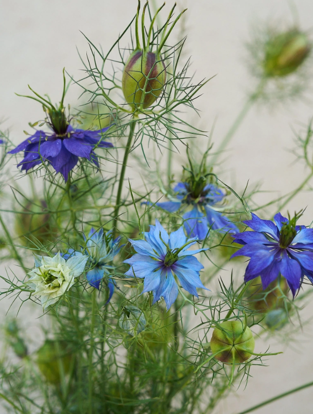 Nigella 'Moody Blues'