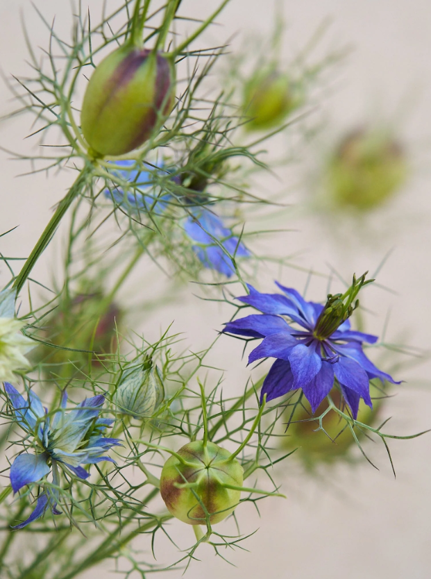 Nigella 'Moody Blues'
