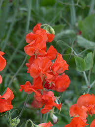 Puķuzirņi 'Spring Sunshine Orange'