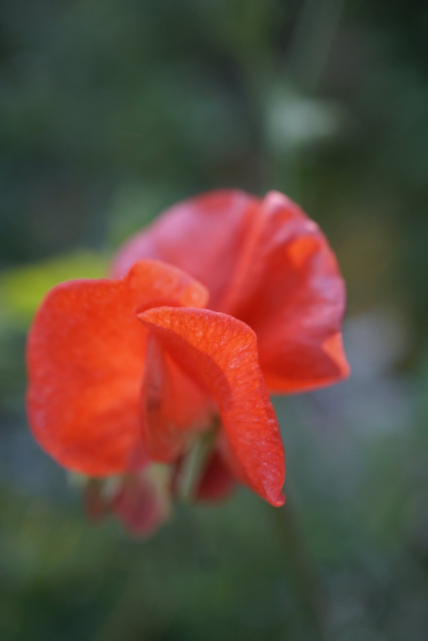 Puķuzirņi 'Spring Sunshine Orange'