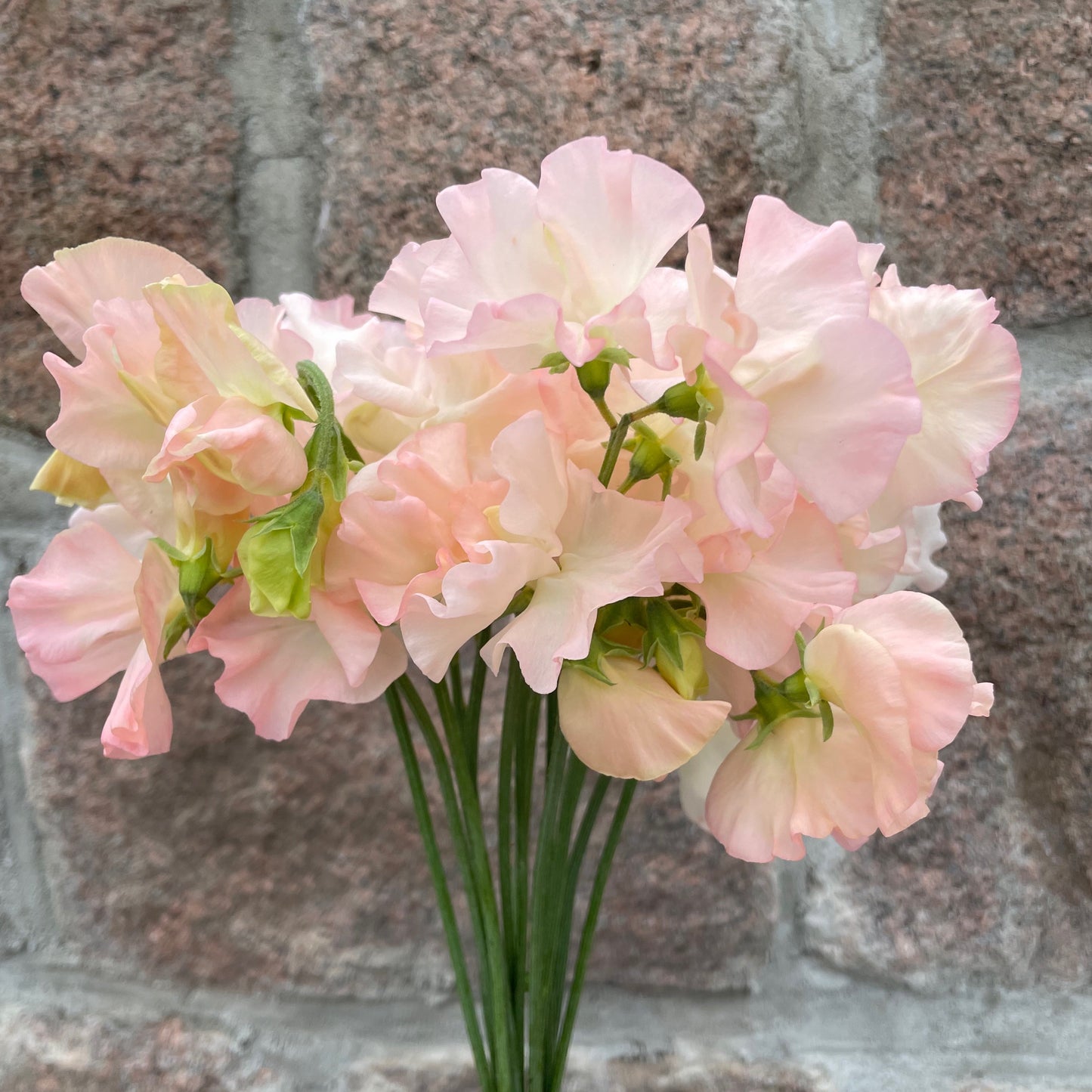 Puķuzirņi Spring Sunshine Peach