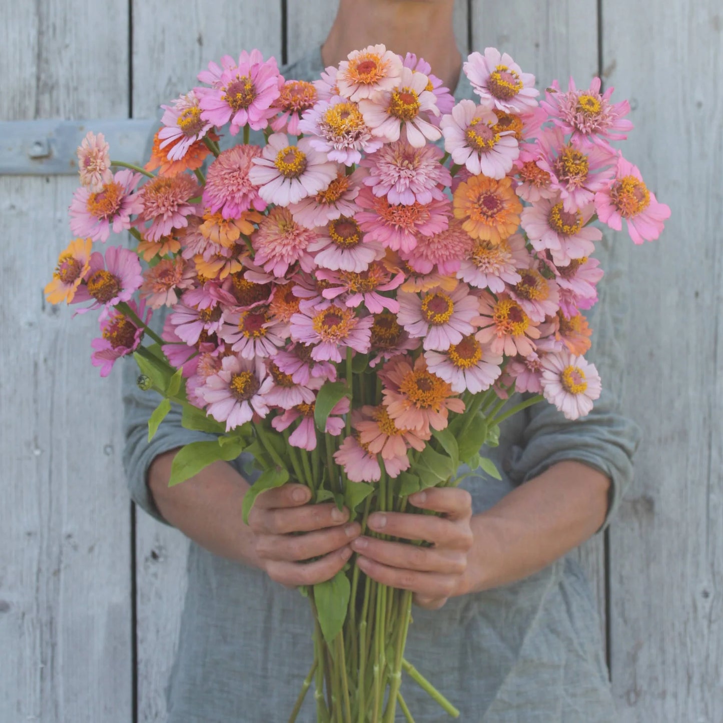 Cinnija 'Cresto Peachy Pink'