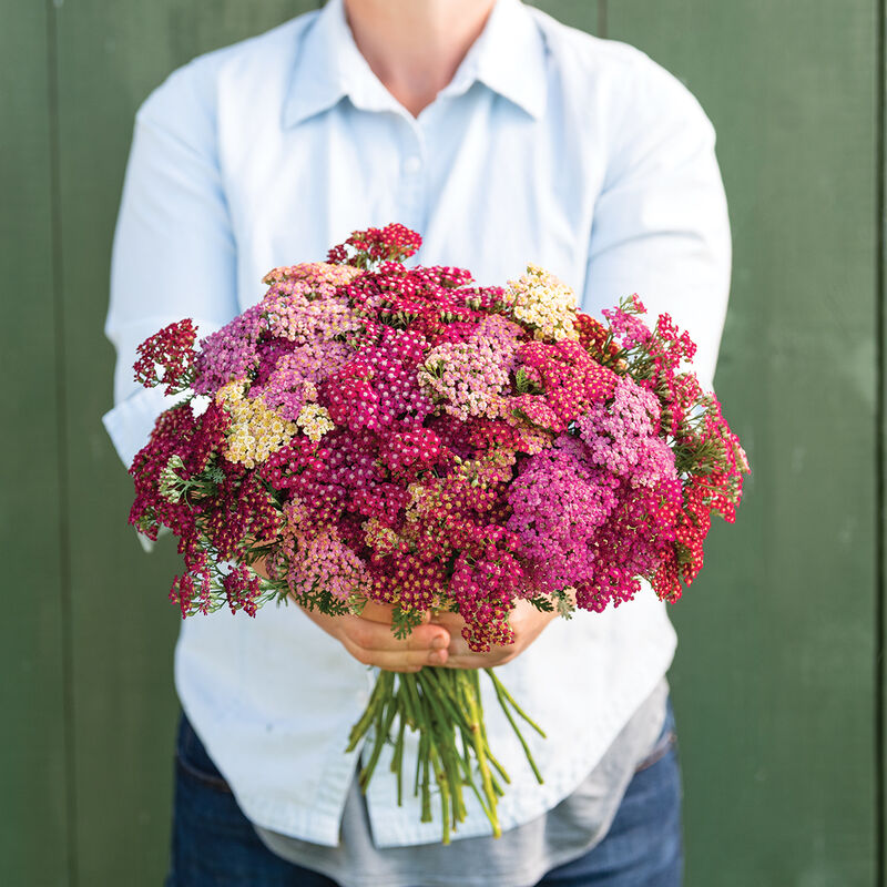 Pelašķis 'Flowerburst Red Shades Mix'